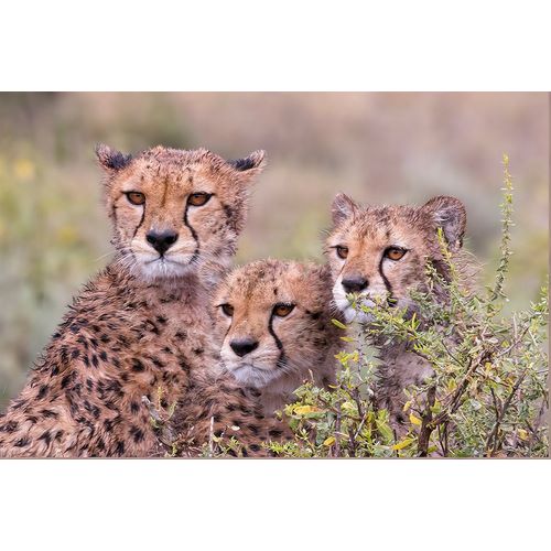 Norring, Tom 아티스트의 Cheetah cubs trying to hide behind bush-but too curious to stay in hiding-Serengeti-Tanzania-Africa작품입니다.